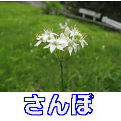 [LINEスタンプ] 街中の植物