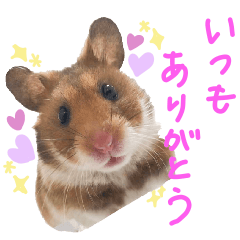 [LINEスタンプ] ハムスターふじまるとすももスタンプ