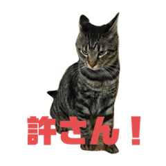 [LINEスタンプ] 保護ねこさんとかねずみさんとかのスタンプ