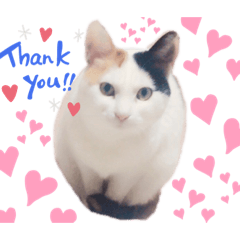 [LINEスタンプ] 山田家のねこ