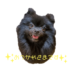 [LINEスタンプ] 黒ポメ オコメスタンプ