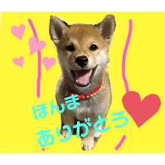 [LINEスタンプ] きな子はん、関西弁デビュースタンプ♪