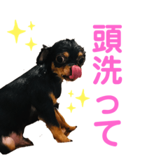 [LINEスタンプ] ちゃこまのスタンプ