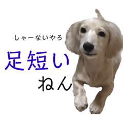 [LINEスタンプ] 関西弁混じりのほくほくのイッヌ