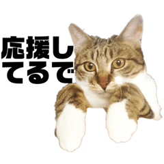 [LINEスタンプ] じゅぴた3