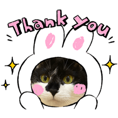 [LINEスタンプ] ほごにゃんこちぃにゃん