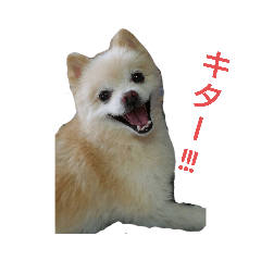 [LINEスタンプ] 【ペコ】スタンプ2