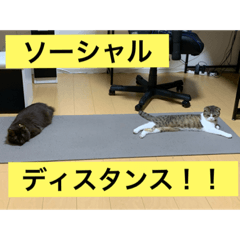 [LINEスタンプ] にゃんこ姉妹スタンプ2