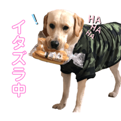 [LINEスタンプ] ★いぶき☆