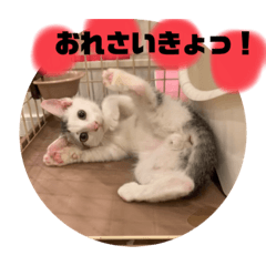 [LINEスタンプ] 山口家のアニマルズののちゃん編