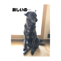 [LINEスタンプ] チェリオくんのスタンプ