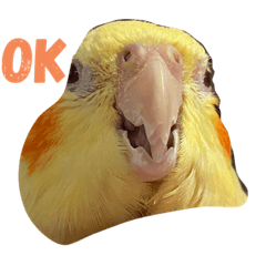 [LINEスタンプ] オカメインコのラッキーおじいちゃん