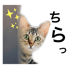 [LINEスタンプ] ねこのclaudia