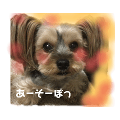 [LINEスタンプ] もこちんほか