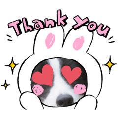 [LINEスタンプ] ボーダーコリーのスタンプ！！