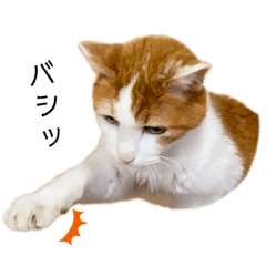 [LINEスタンプ] ちゃとら生誕20年記念