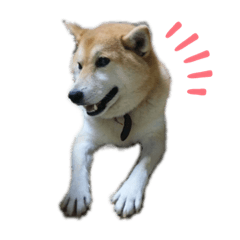 [LINEスタンプ] 柴犬 りお