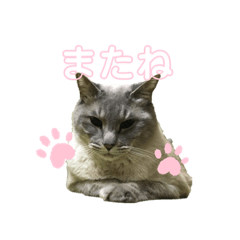 [LINEスタンプ] ぱっくんスタンプ3