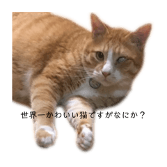 [LINEスタンプ] 加藤家のけものたち