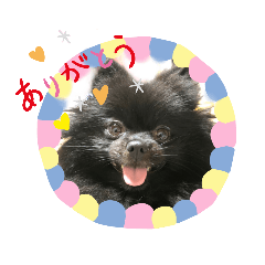 [LINEスタンプ] 黒ポメ オコメスタンプ2