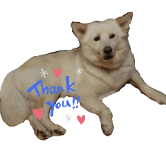 [LINEスタンプ] 犬のちょびの挨拶スタンプ