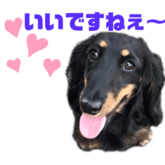 [LINEスタンプ] ミニチュアダックスフンドまろちゃんNO3