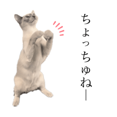 [LINEスタンプ] ねこ＊グルートさん＊