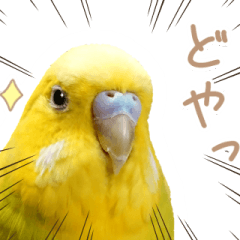 [LINEスタンプ] はむネコの家のピーちゃん