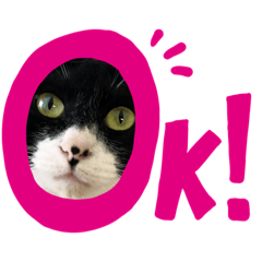 [LINEスタンプ] 仲良し3兄弟猫