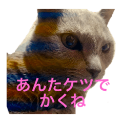 [LINEスタンプ] くーちゃんの日常①