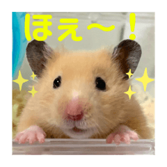 [LINEスタンプ] くまむぎのぶりん