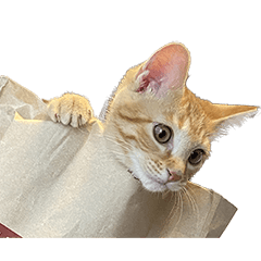 [LINEスタンプ] 猫のクレフ