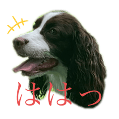 [LINEスタンプ] アネラの毎日使えるスタンプ