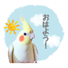 [LINEスタンプ] オカメインコのゆずちゃんスタンプ