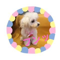 [LINEスタンプ] マルチーズのミルキーちゃん