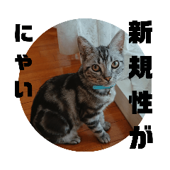 [LINEスタンプ] アメショ 特許関係用語 ねこ