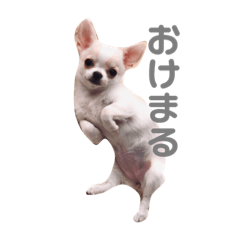 [LINEスタンプ] 気まぐれわんこチコの日常