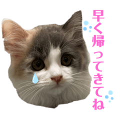 [LINEスタンプ] 愛猫のスタンプつくってみました