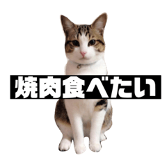 [LINEスタンプ] ぽん太と過ごす日常①