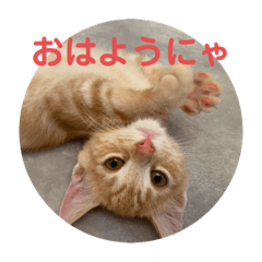 [LINEスタンプ] マンチカン子猫ゆずの癒しスタンプ