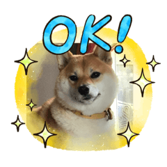 [LINEスタンプ] 柴犬の華スタンプ