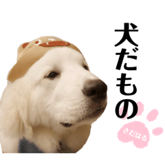 [LINEスタンプ] お誘いさだはる