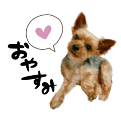 [LINEスタンプ] ヨークシャテリアの梅ちゃん