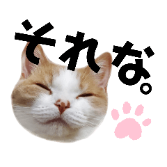 [LINEスタンプ] ひこたんとくにゃぼーの日常