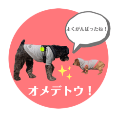 [LINEスタンプ] 黒シュナくろまめ＆メイ