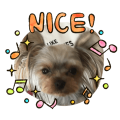 [LINEスタンプ] 可愛い❤️ワンちゃんスペシャル
