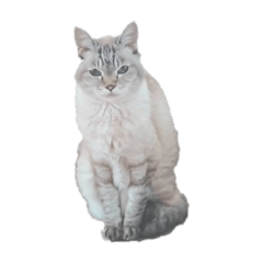 [LINEスタンプ] りーちゃん 猫