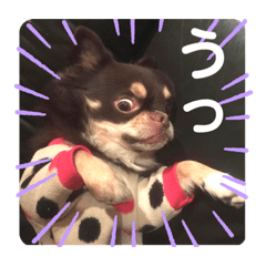 [LINEスタンプ] ドヤ顔バロン