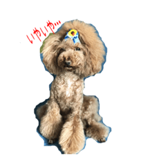 [LINEスタンプ] トイプードルづくし