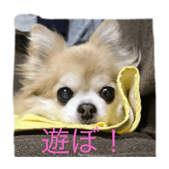 [LINEスタンプ] チワワのかわいい癒されるスタンプ